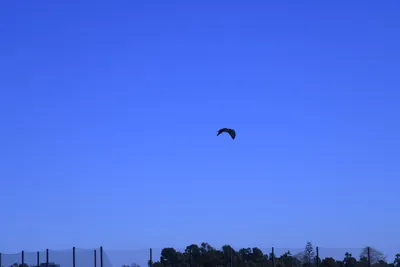 DSC_0783 (Large).JPG